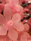 Сакура на натуральном стволе 2м 640 лепестков. Розовая